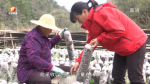 黟县：小小黑木耳 朵朵“致富花”