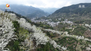 歙县：漫山遍野皆梨花  立体种植增效益