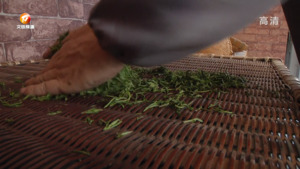 歙县：手制大方茶 香飘清凉峰