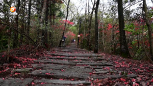祁门：大洪岭古道杜鹃红