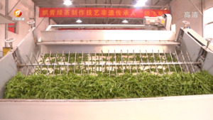 歙县：鲜叶价格同比走高 茶农收入超去年