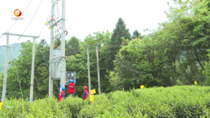 阳光茶园行：“点亮”绿色茶园  助力乡村振兴