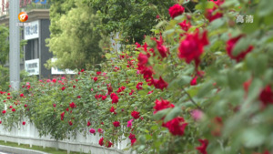 花开芬芳满城  扮靓城市颜值