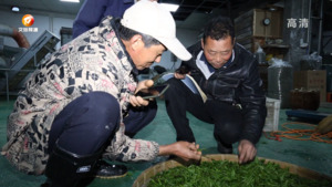 歙县：名优茶受追捧  茶农夜制“滴水香”