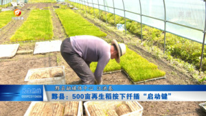 黟县：500亩再生稻按下扦插“启动键”