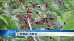桑葚果酒： 酸甜又可口