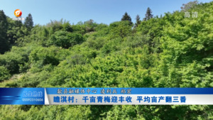 瞻淇村：千亩青梅迎丰收 平均亩产翻三番