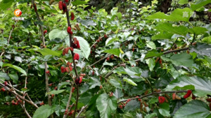 初夏果园管护忙