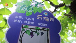小满节气到  萌娃管护葡萄