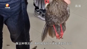 白鹇“硬闯”办公室  及时救助放飞