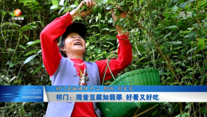祁门：观音豆腐如翡翠 好看又好吃