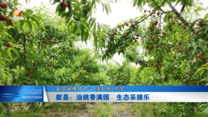 歙县：油桃香满园  生态采摘乐
