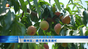 徽州区：桃子成熟采摘忙
