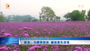 歙县：马鞭草绽放 邂逅紫色浪漫