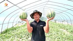 祁门：头茬西瓜甜蜜上市