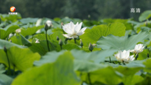 满塘荷叶碧连天 出水芙蓉竞芳妍