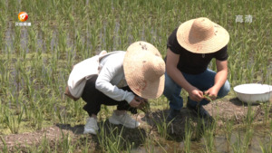 送技送药解民忧“虫口”夺粮保丰收