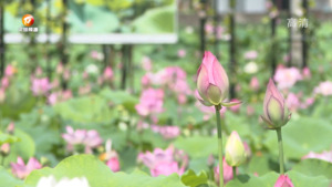 荷花齐绽放 朱村美如画