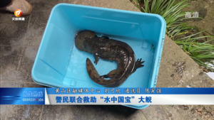 警民联合救助“水中国宝”大鲵