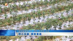 种小米椒 探致富路