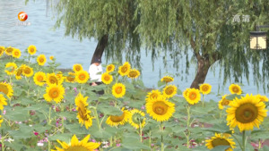 江畔 “葵花海” 美景引客来