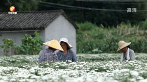 七月菊花采摘忙 致富增收乡村兴