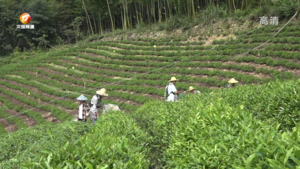“沉睡”茶园焕生机  一年两茶助增收
