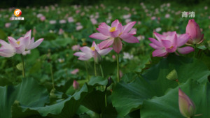 休宁：“荷”美乡村入画来