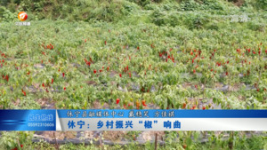 休宁： 乡村振兴“椒”响曲