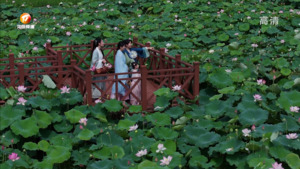夏日荷韵浓 席间清风来