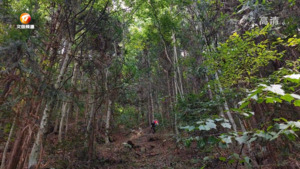 徒步深山古道 欣赏生态美景