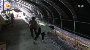 祁门：特色种植产业助力乡村振兴