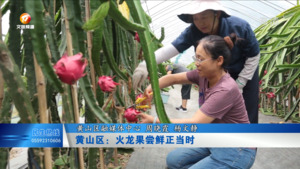 黄山区：火龙果尝鲜正当时