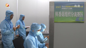 食用菌生产工竞赛：培养高素质农民  助力乡村振兴
