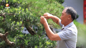 歙县：徽派盆景放异彩  满园花香传千年