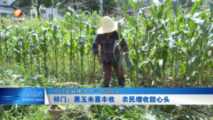 祁门：黑玉米喜丰收  农民增收甜心头