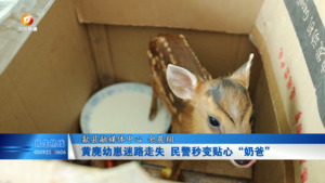 黄麂幼崽迷路走失 民警秒变贴心“奶爸”