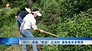 祁门：茶园“秋挖”正当时 蓄势春来茶飘香