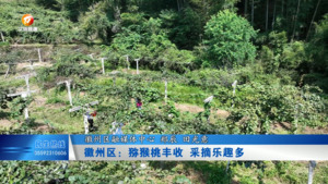 徽州区：猕猴桃丰收 采摘乐趣多