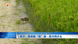休宁：种田新“稻”路  稻与鸭共生