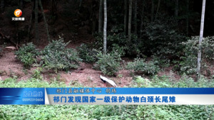 祁门发现国家一级保护动物白颈长尾雉
