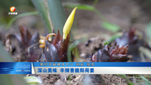 深山美味 辛辣香脆阳荷姜