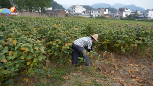 休宁县：毛豆变“金豆” 产业兴“钱途”