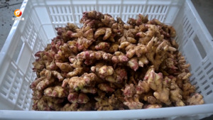 祁门：小山村种出美好“姜”来
