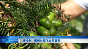 杨村乡：榧树林里飞出致富歌