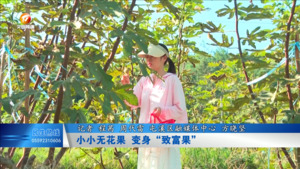 小小无花果  变身“致富果”