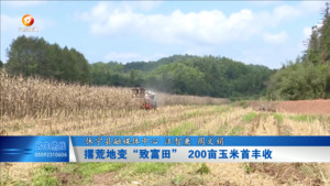 休宁：撂荒地变“致富田” 200亩玉米首丰收