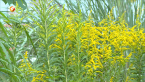 清除“一枝黄花” 保护生态环境