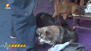 规范犬只管理 守护市民生命健康