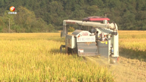 满田尽披“黄金甲” 又是一年丰收时
